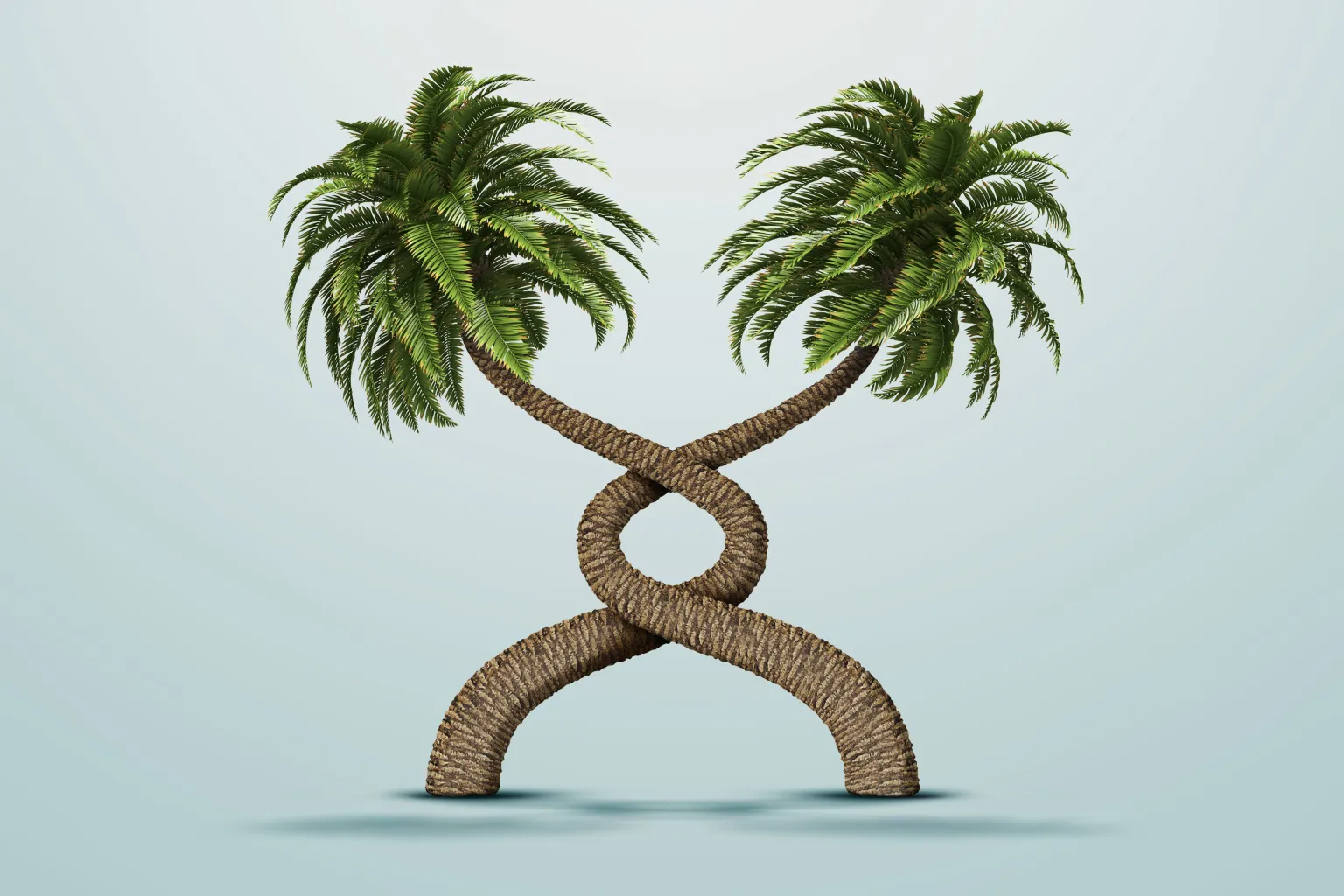 درخت نخل _ اطلس دیپلماسی