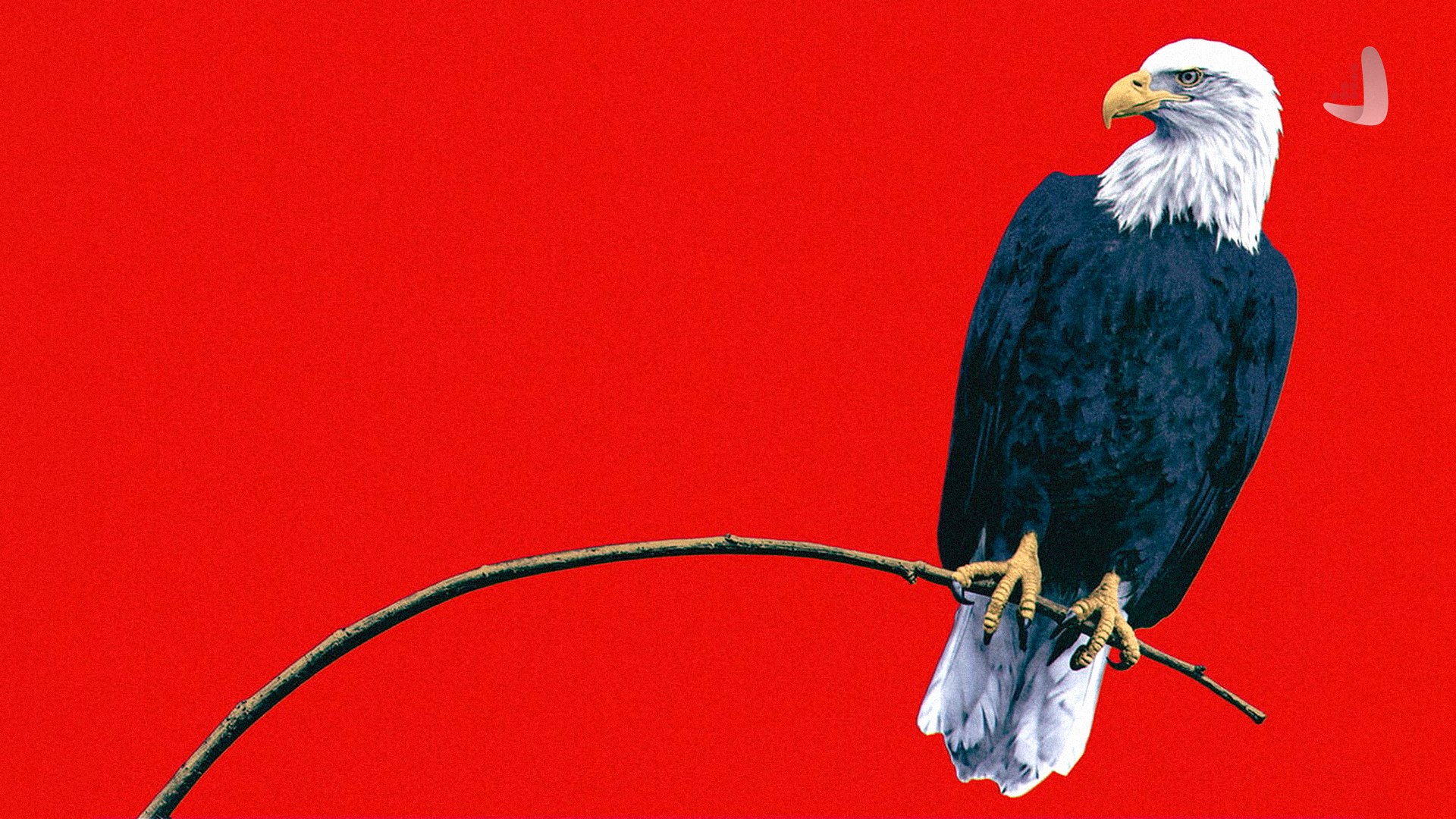 تصویری از یک عقاب با پس زمینه قرمز