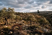 درختان زیتون و سیم خاردار در مقابل دیوار بتنی حائل در کرانه باختری